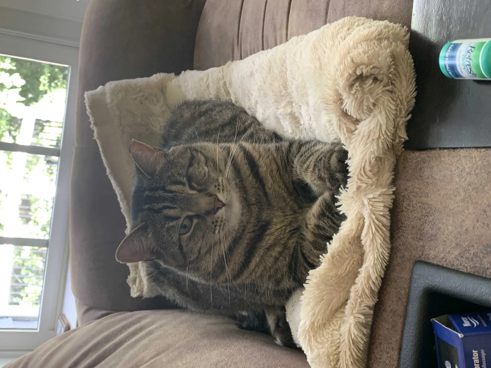 Lost cat in Chesterfield, VA, 23832