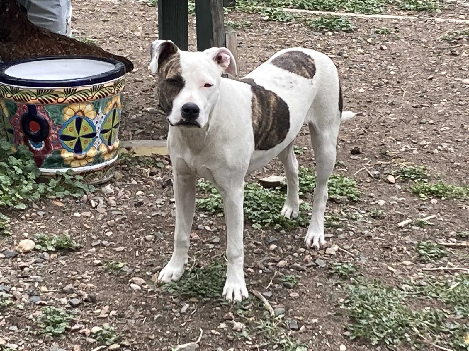 Lost dog in Golden, CO, 80401