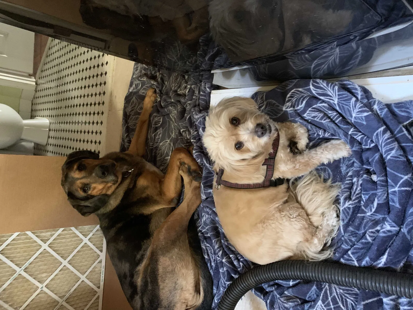 Lost dog in Summerville, SC, 29483