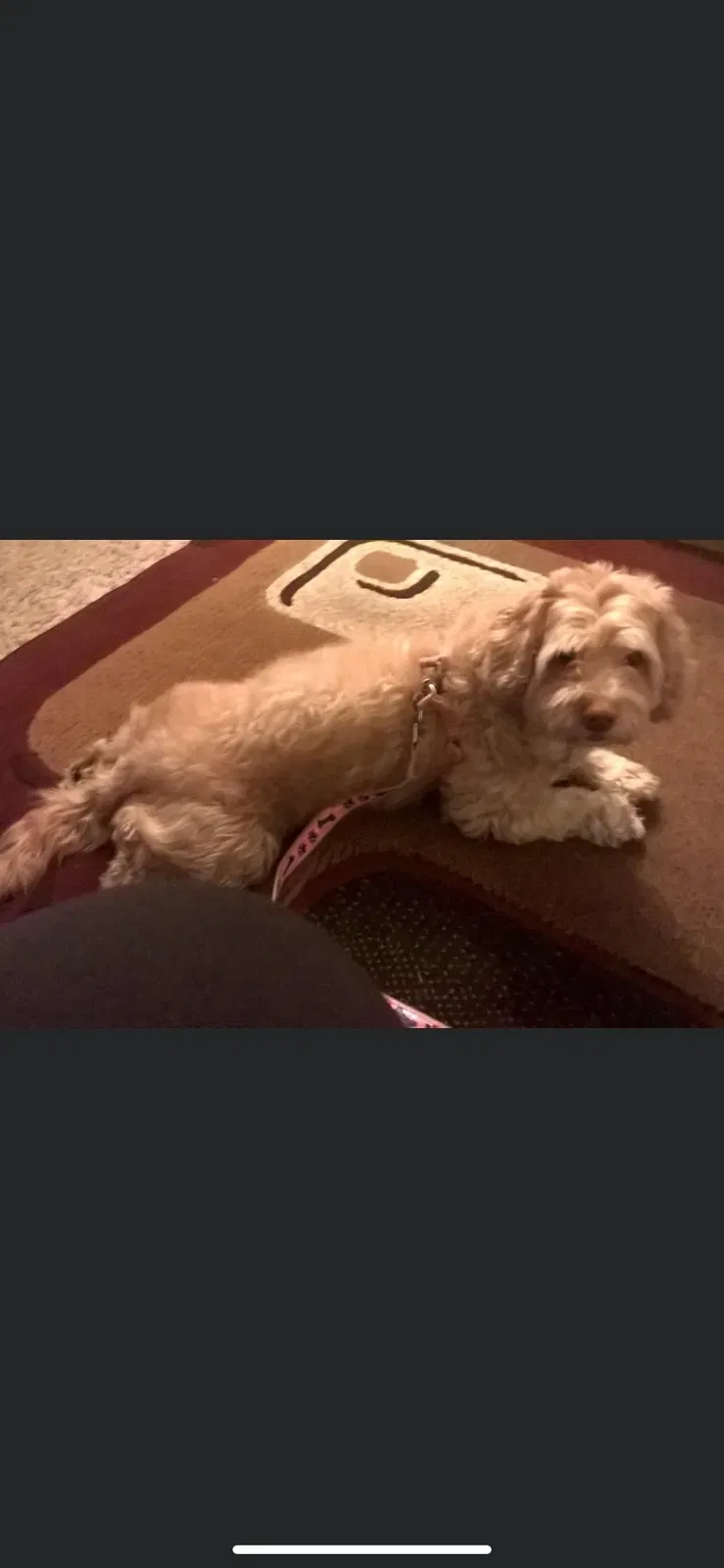 Lost dog in Aurora, CO, 80014