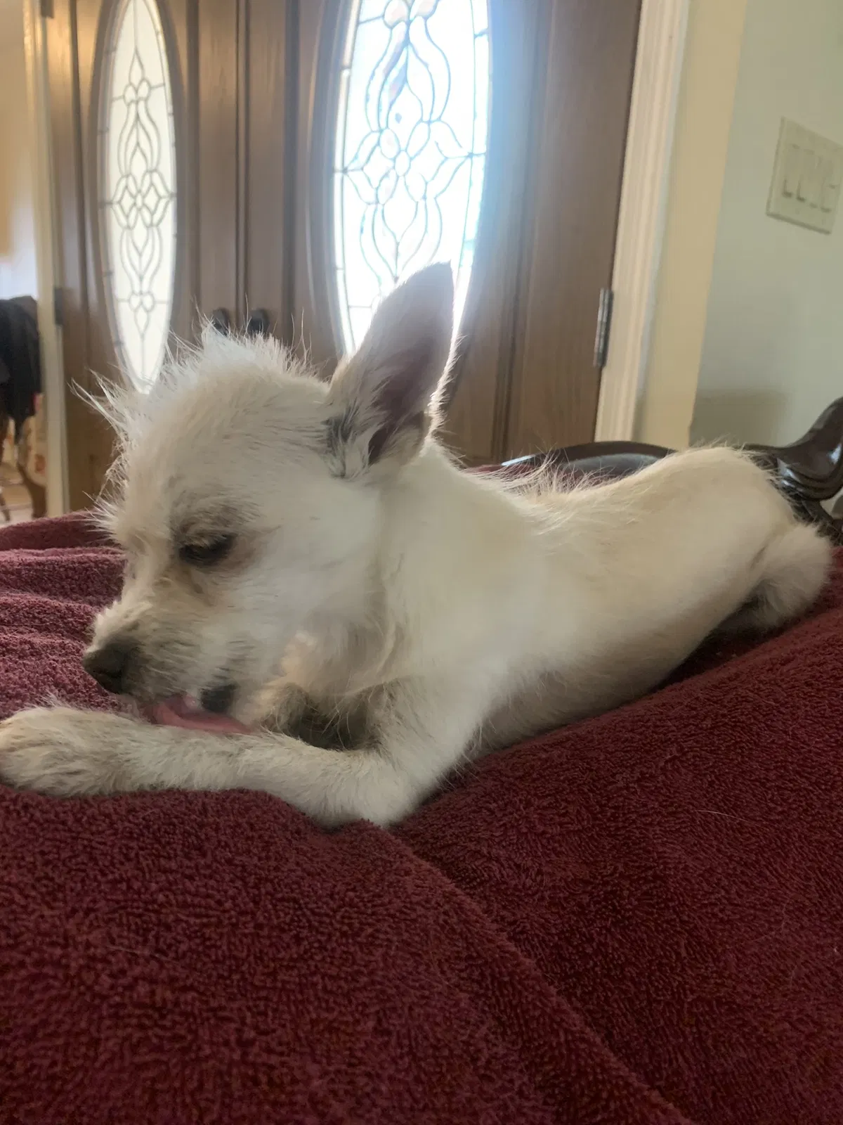 Lost dog in Albuquerque, NM, 87121