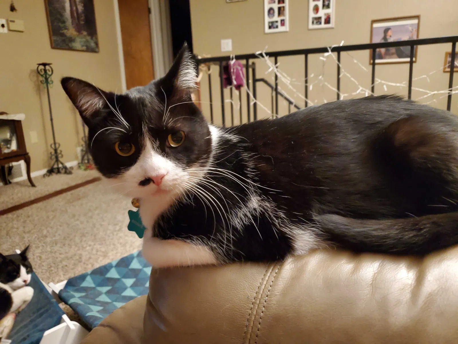 Lost cat in Aurora, CO, 80014