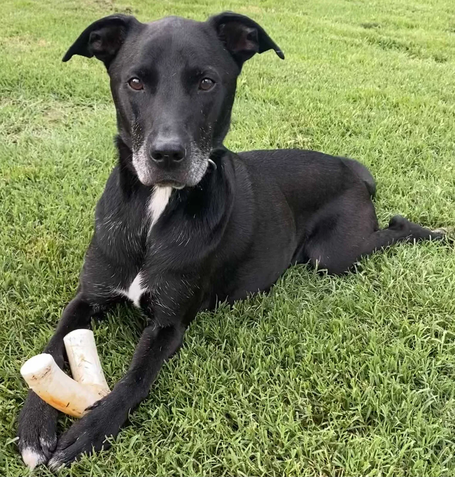 Lost dog in Broken Arrow, OK, 74012