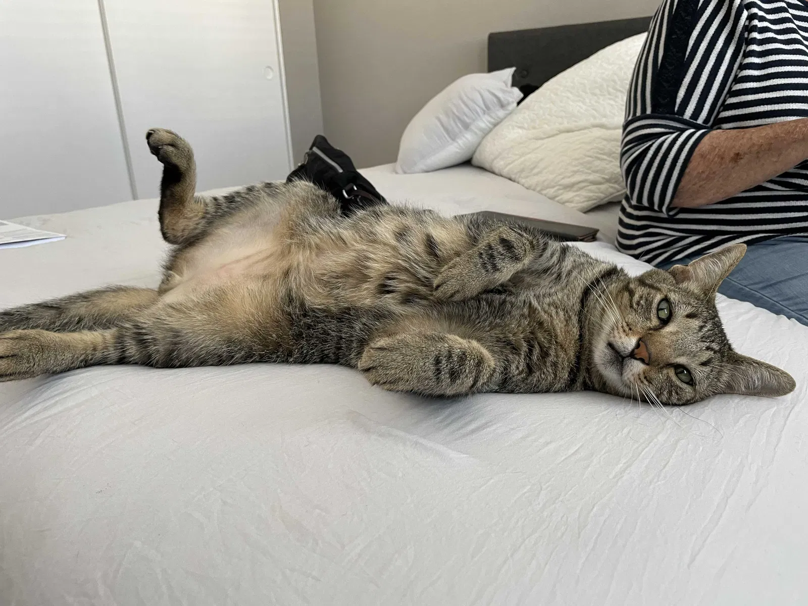 Lost cat in Carlsbad, CA, 92011