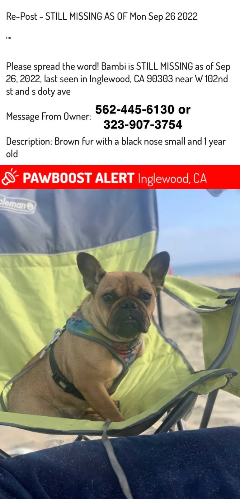 Lost dog in Inglewood, CA, 90303