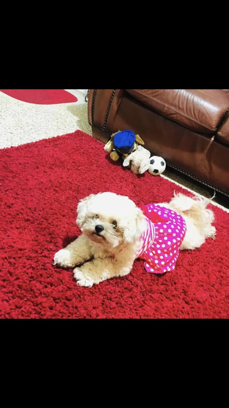 Lost dog in Miami, FL, 33125