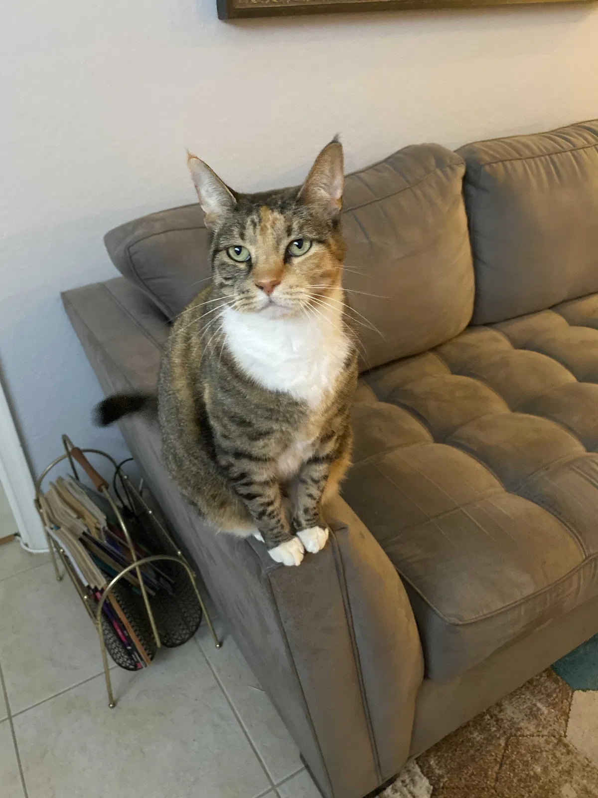 Lost cat in Port Saint Lucie, FL, 34952