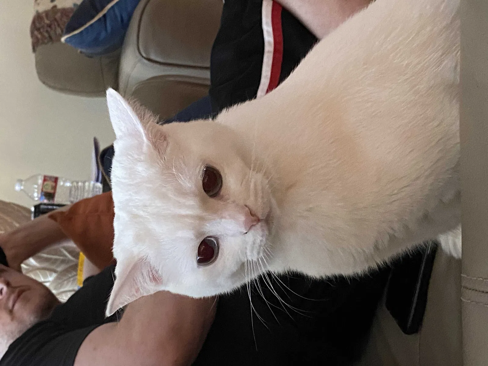 Lost cat in Westerville, OH, 43081