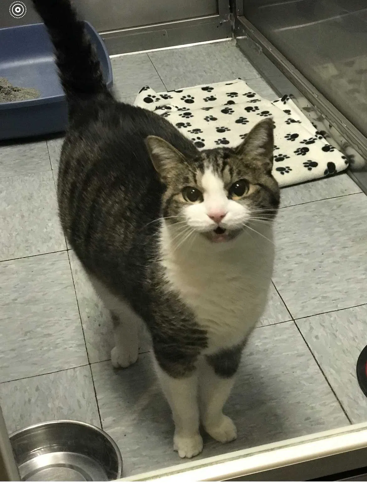 Lost cat in Lockport, IL, 60441