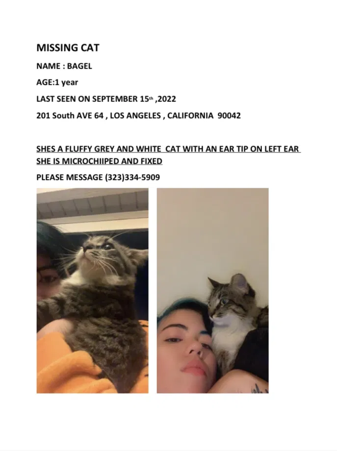 Lost cat in Los Angeles, CA, 90042