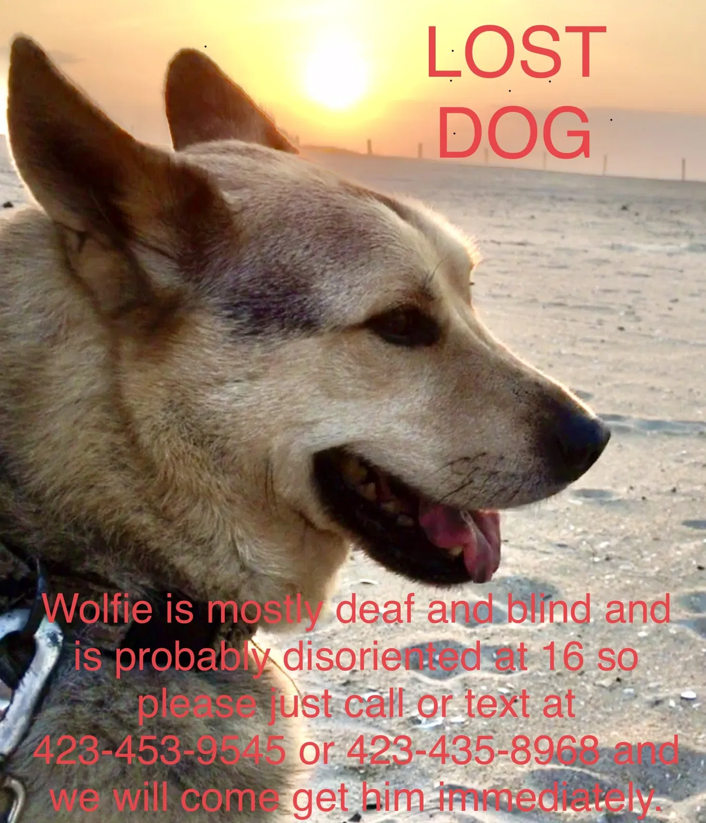 Lost dog in Townsend, TN, 37882