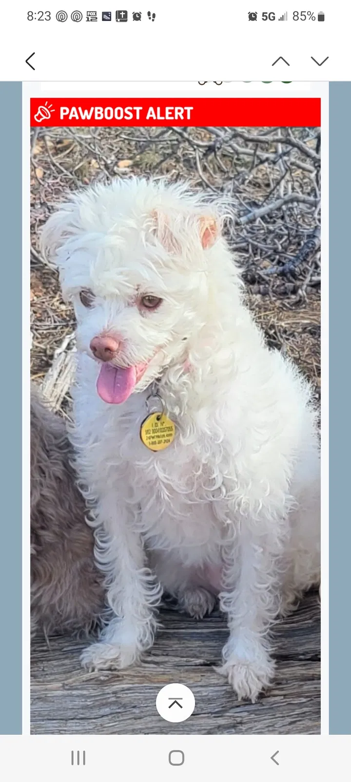 Lost dog in Sugarloaf, CA, 92386