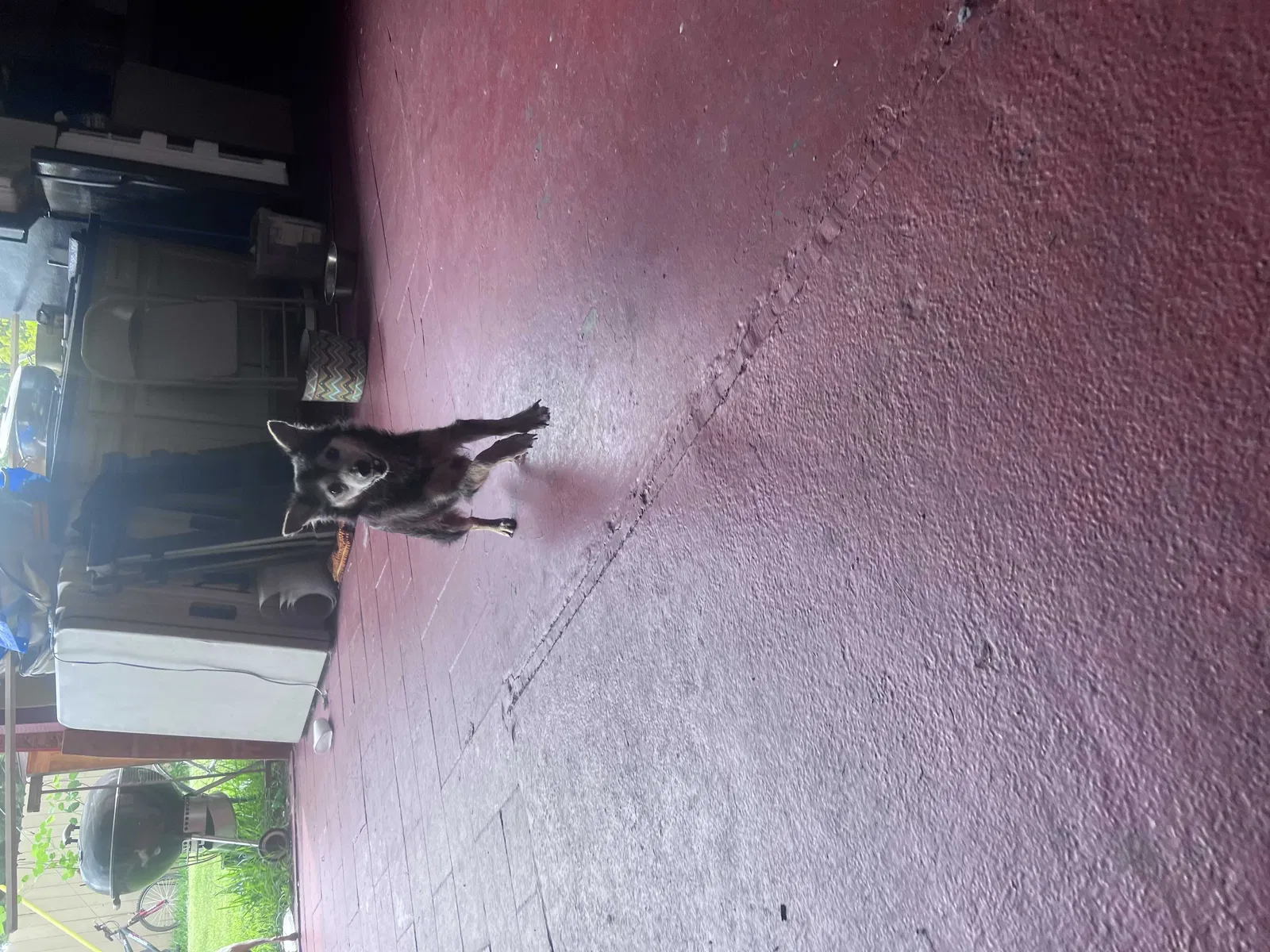 Lost dog in Houston, TX, 77055