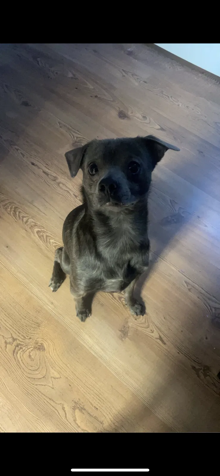 Lost dog in Fairfax, VA, 22030
