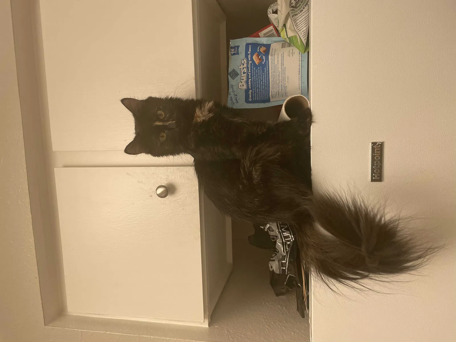 Lost cat in Norman, OK, 73072