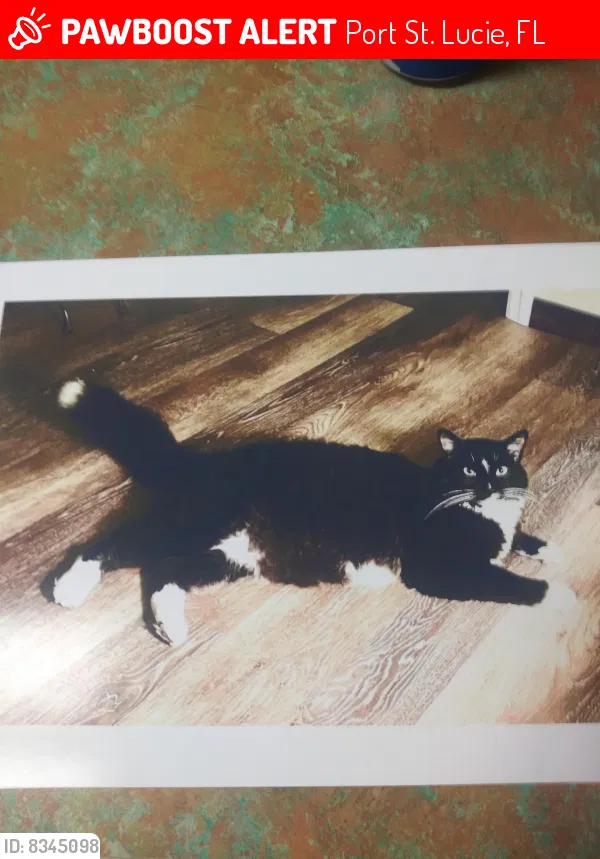 Lost cat in Port Saint Lucie, FL, 34986