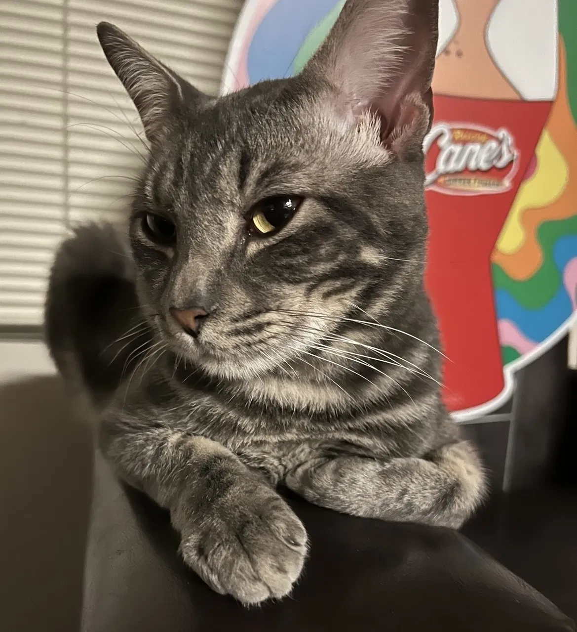 Lost cat in Riverside, CA, 92507