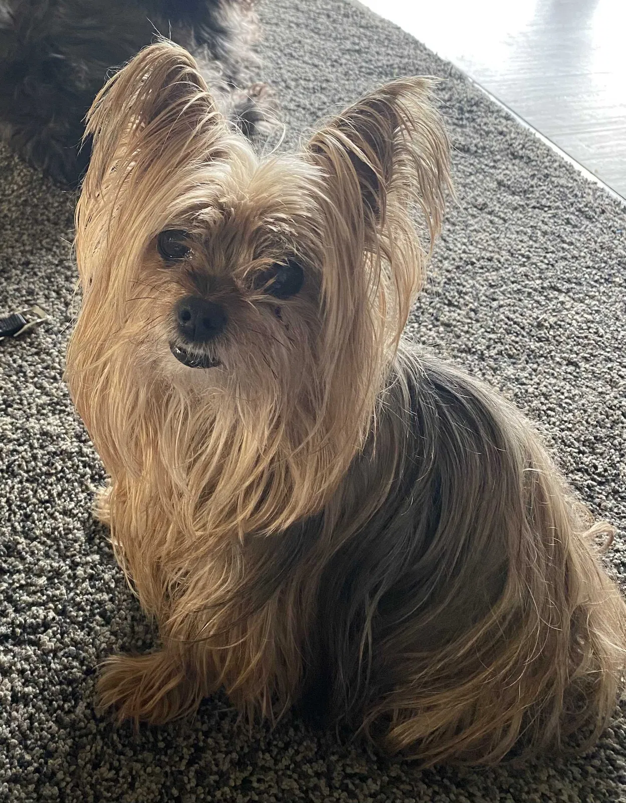 Lost dog in Detroit, MI, 48223