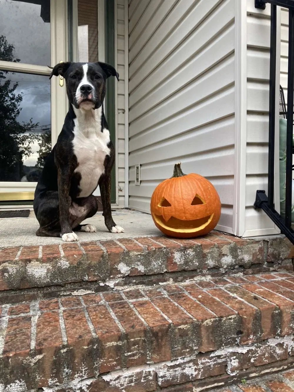 Lost dog in Sharps Chapel, TN, 37866
