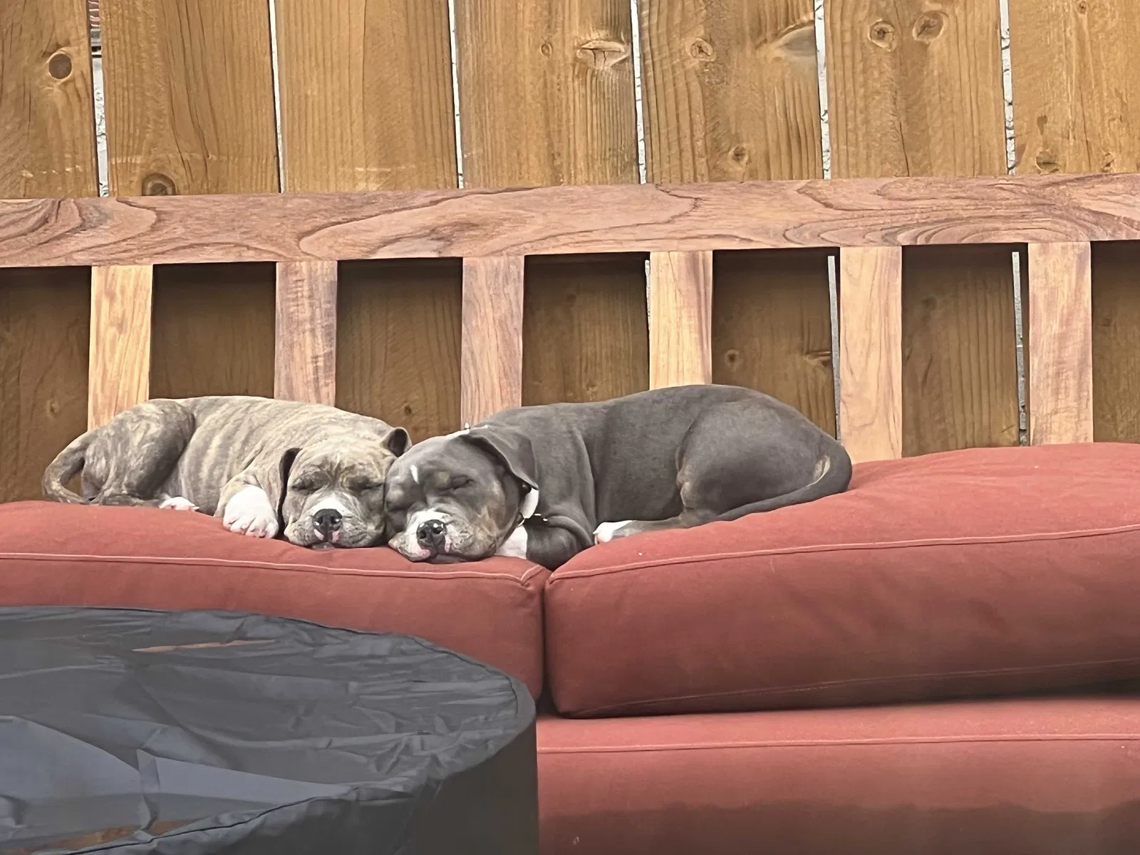 Lost dog in San Diego, CA, 92117