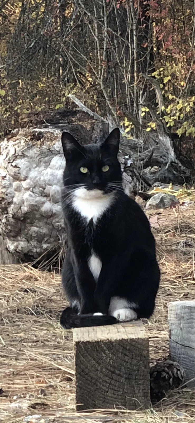 Lost cat in Priest River, ID, 83856