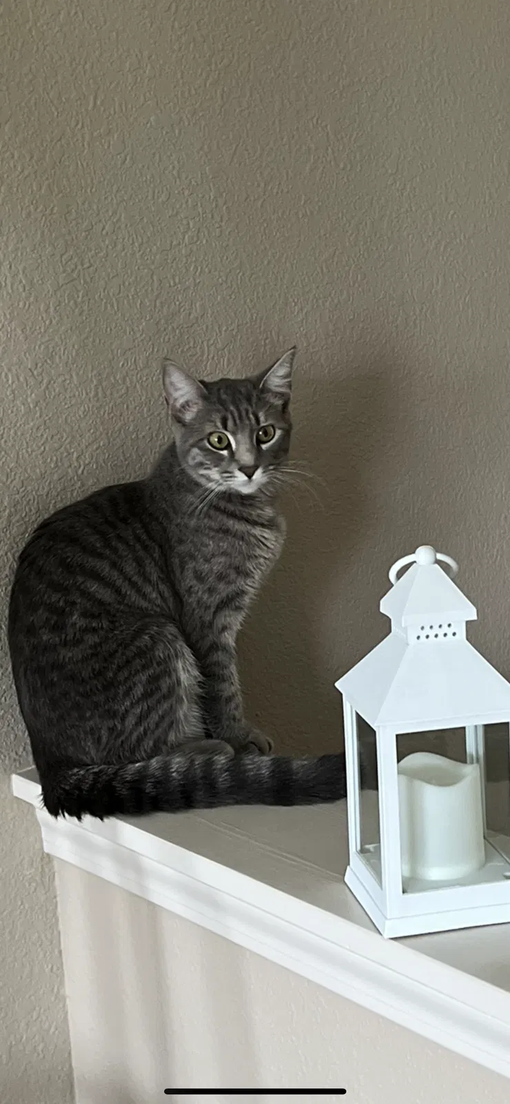 Lost cat in Kansas City, MO, 64151