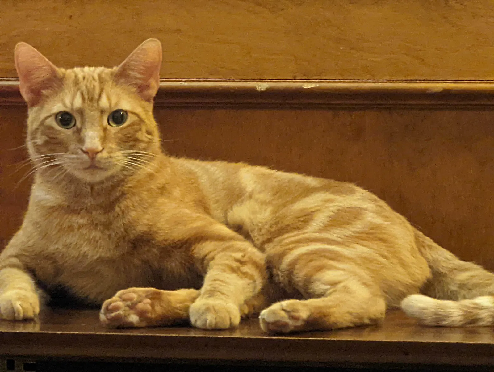 Lost cat in Overland Park, KS, 66214