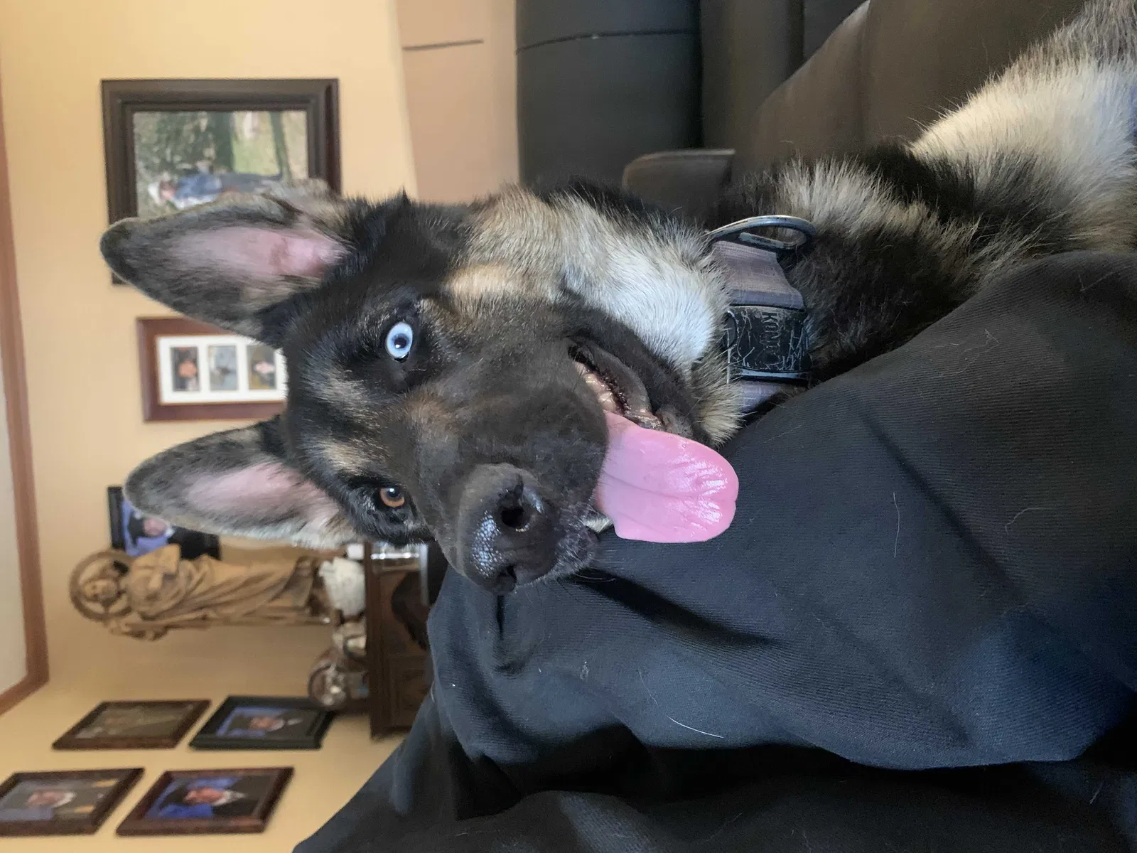Lost dog in Anaheim, CA, 92804