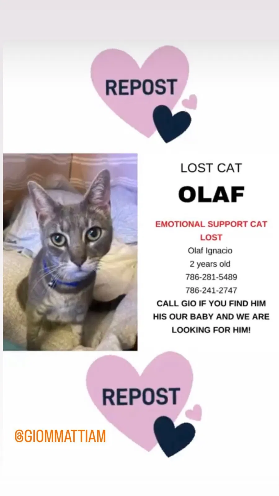 Lost cat in Fort Lauderdale, FL, 33324