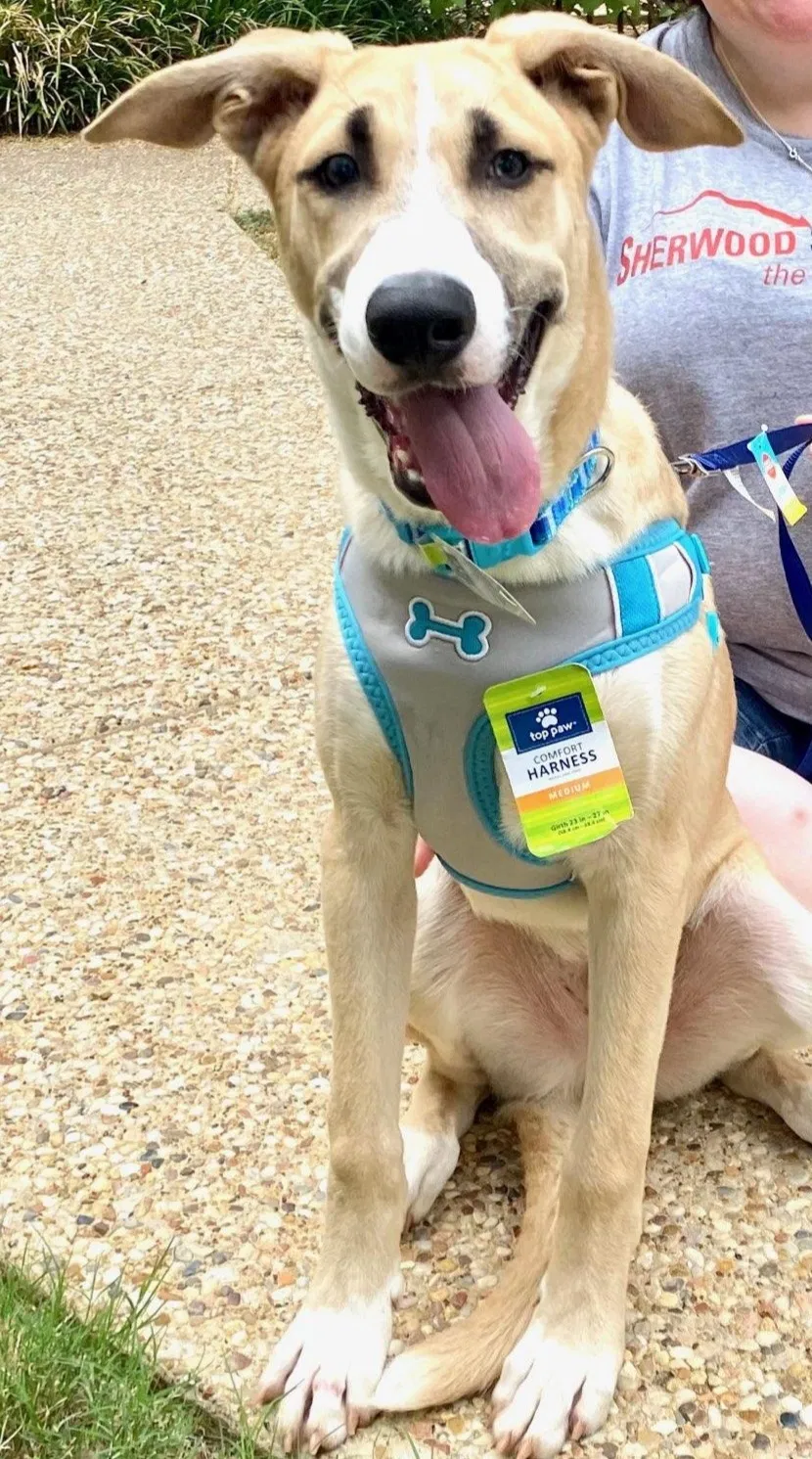 Lost dog in Mansfield, TX, 76063