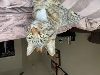 Lost cat in Temecula, CA, 92591