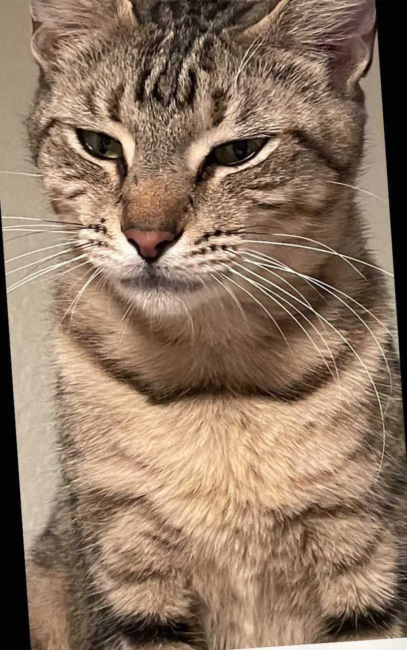 Lost cat in Clermont, FL, 34711