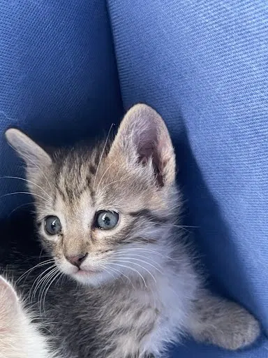 Lost cat in Reno, NV, 89501