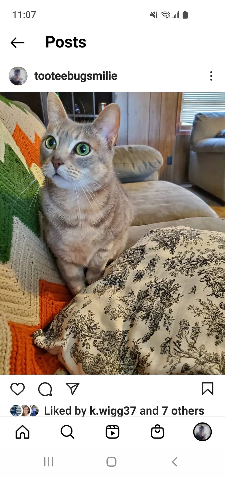 Lost cat in Morgan City, LA, 70380