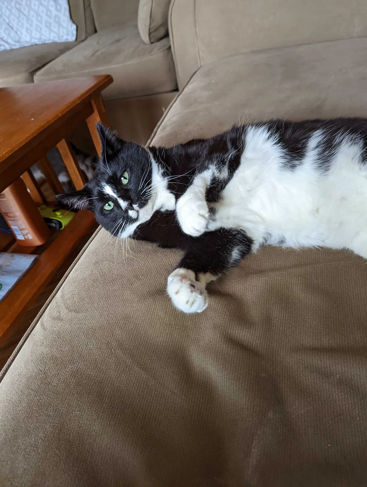 Lost cat in Cedar Rapids, IA, 52404