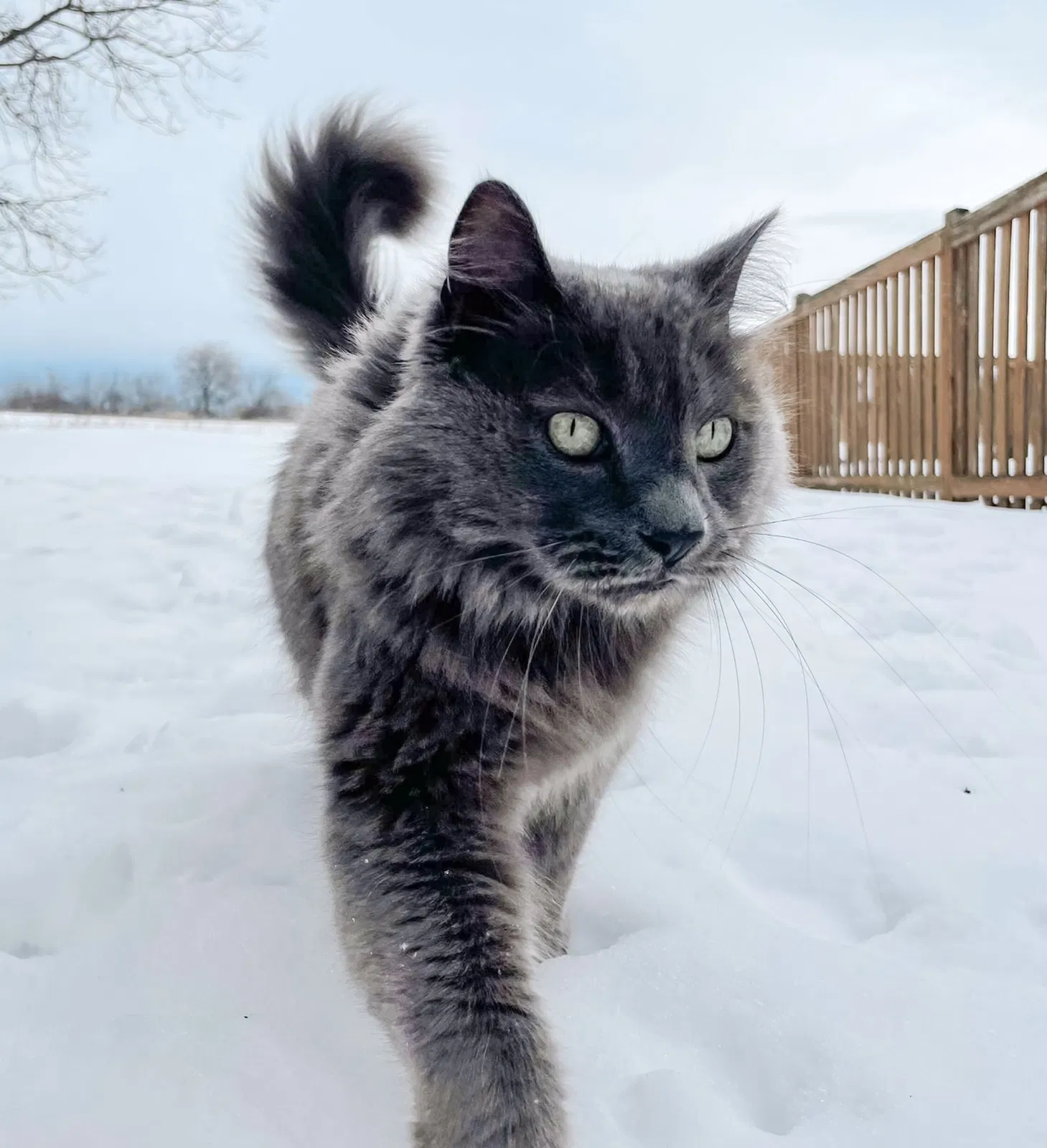 Lost cat in Mchenry, IL, 60051