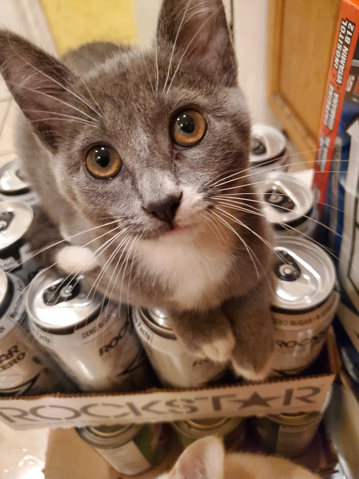 Lost cat in Maywood, CA, 90270