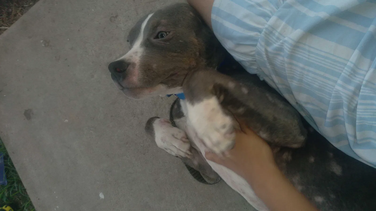 Found dog in Lake Charles, LA, 70605
