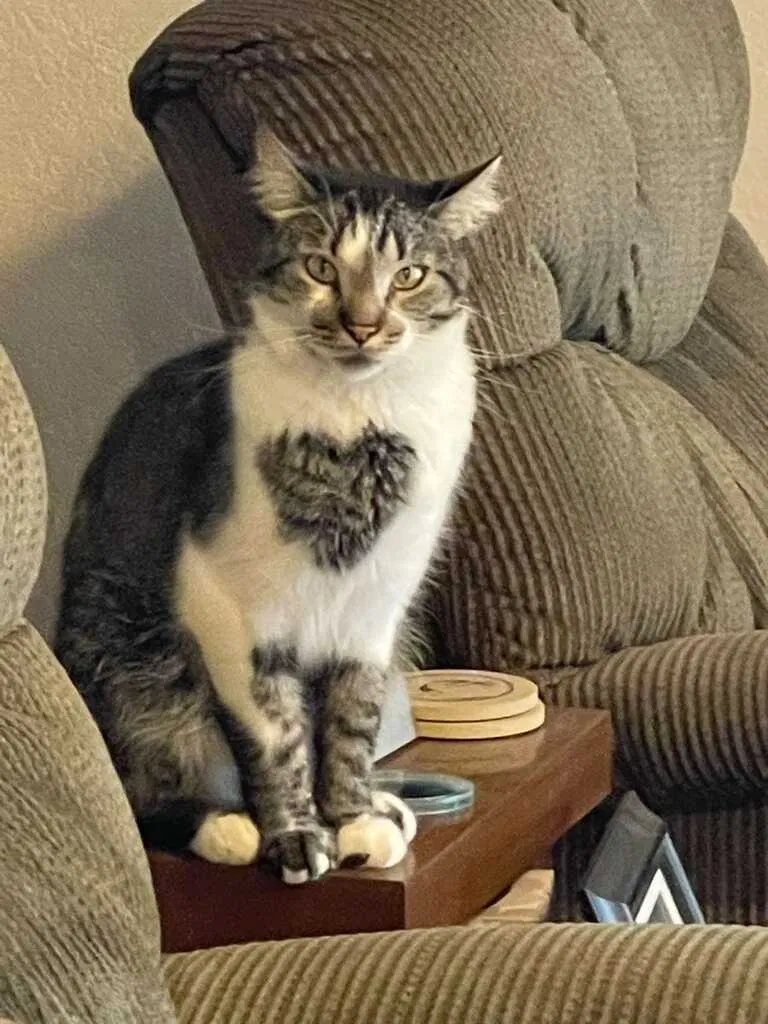 Lost cat in Fountain, CO, 80817