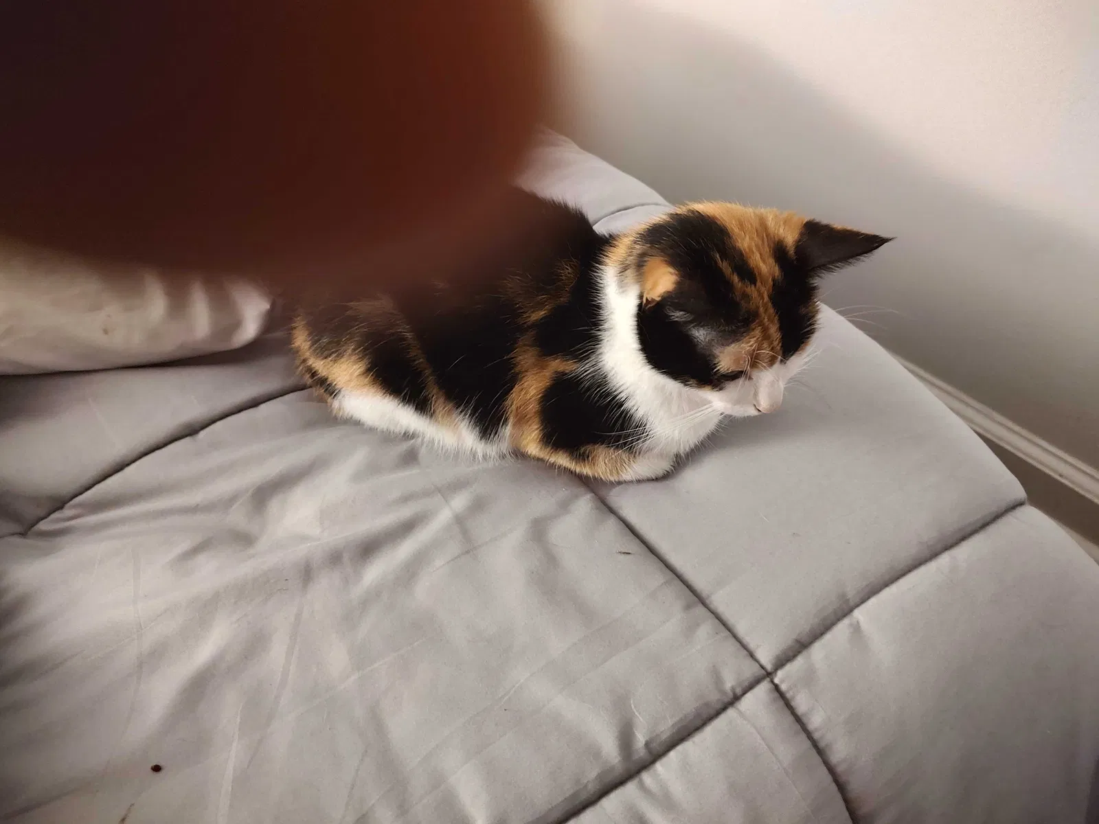 Lost cat in Jasper, FL, 32052
