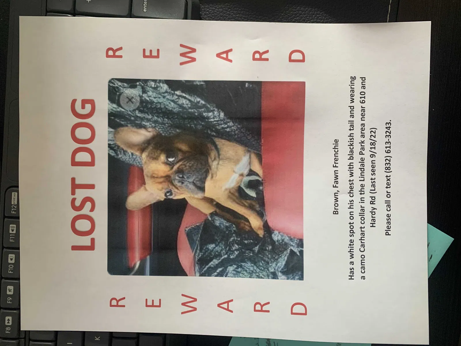 Lost dog in Houston, TX, 77022