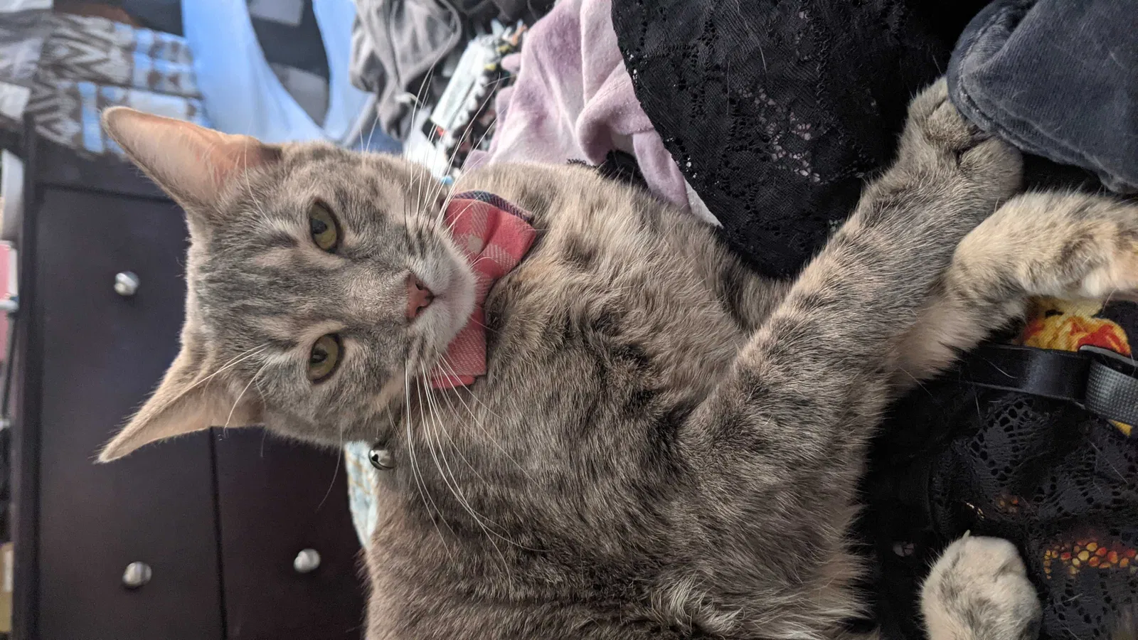 Lost cat in Las Vegas, NV, 89148