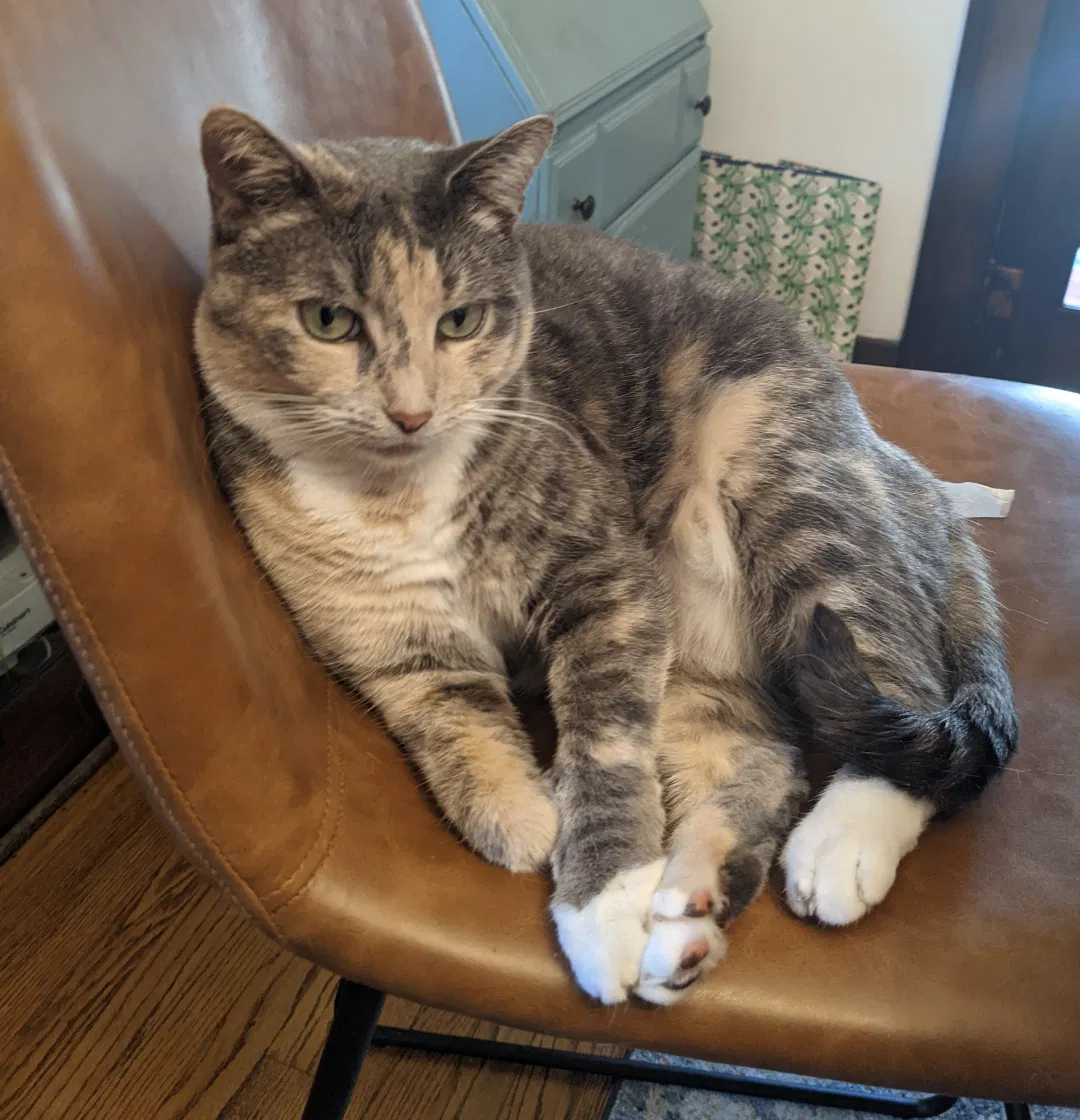 Lost cat in Hobart, IN, 46342