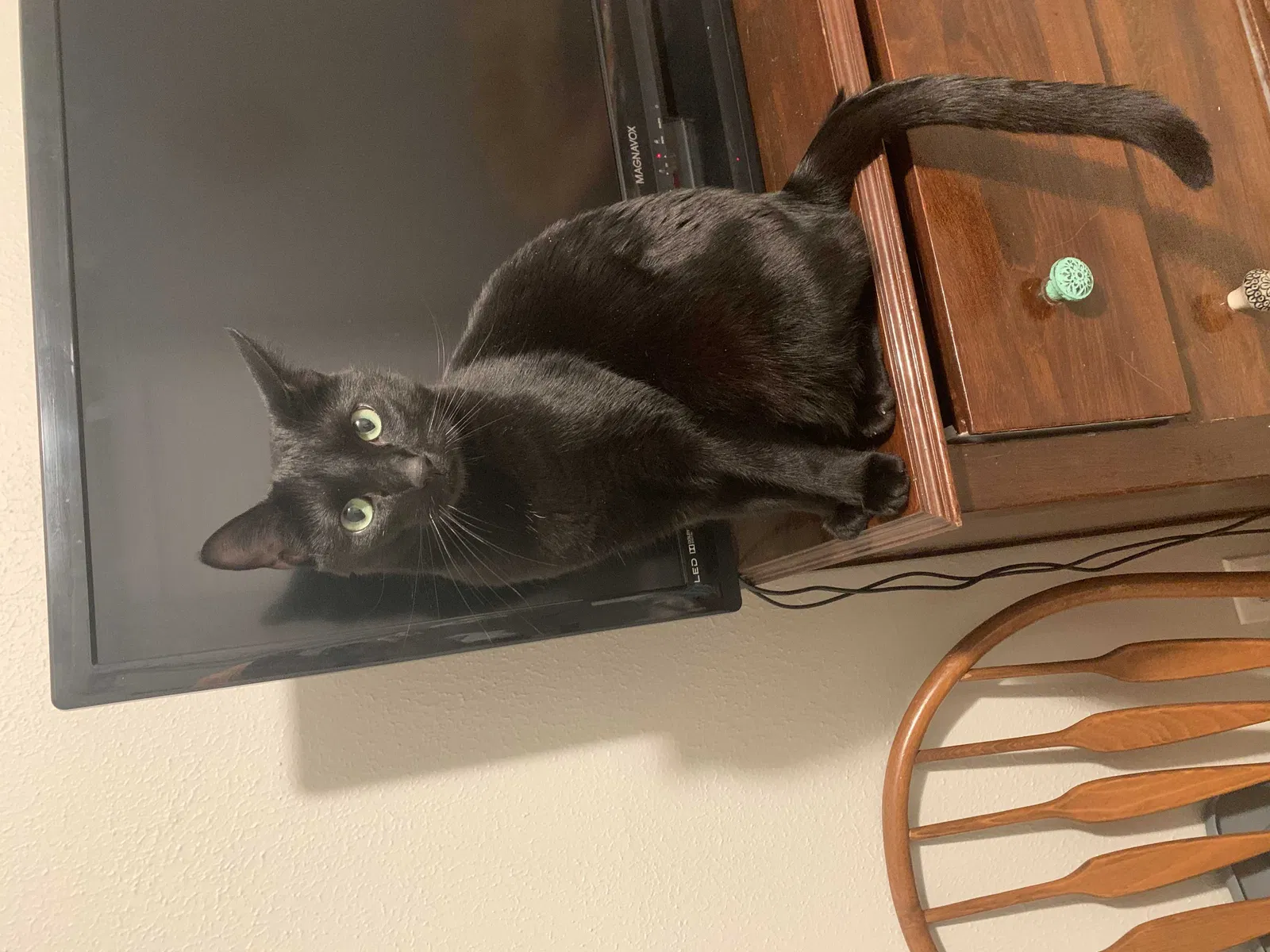 Lost cat in Nashville, TN, 37221