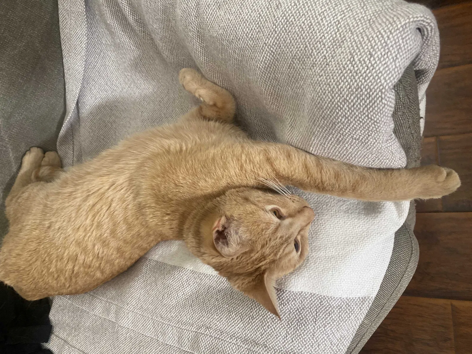 Lost cat in Las Vegas, NV, 89144