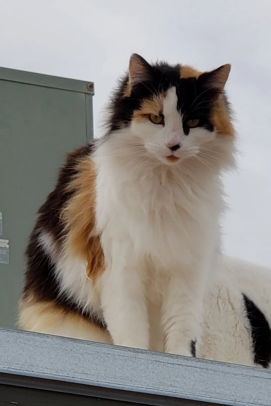 Lost cat in Eloy, AZ, 85131