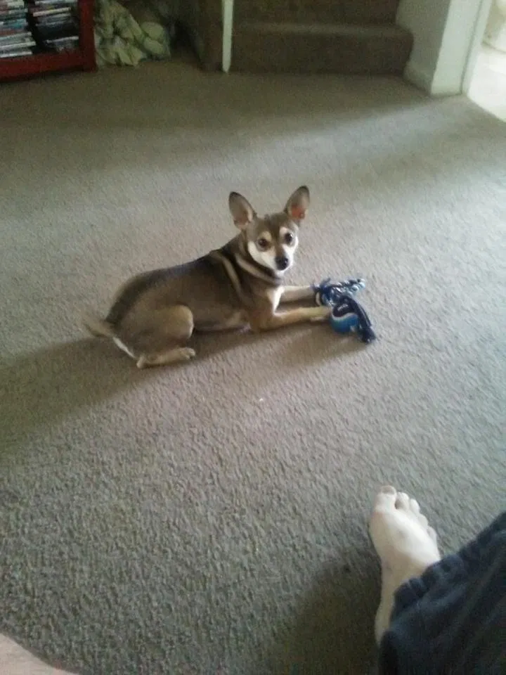 Lost dog in Hemet, CA, 92543