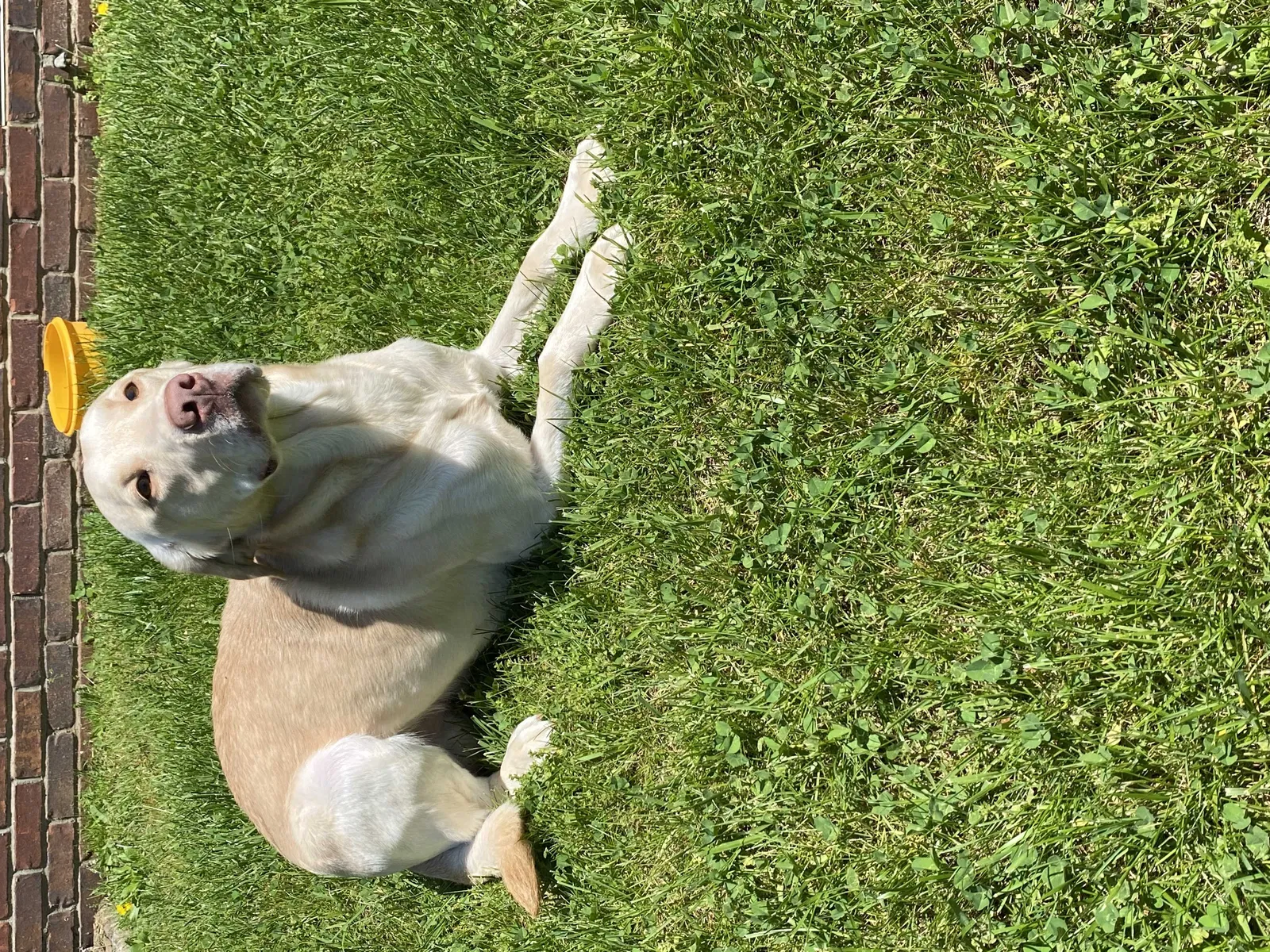 Lost dog in Hopkinsville, KY, 42240