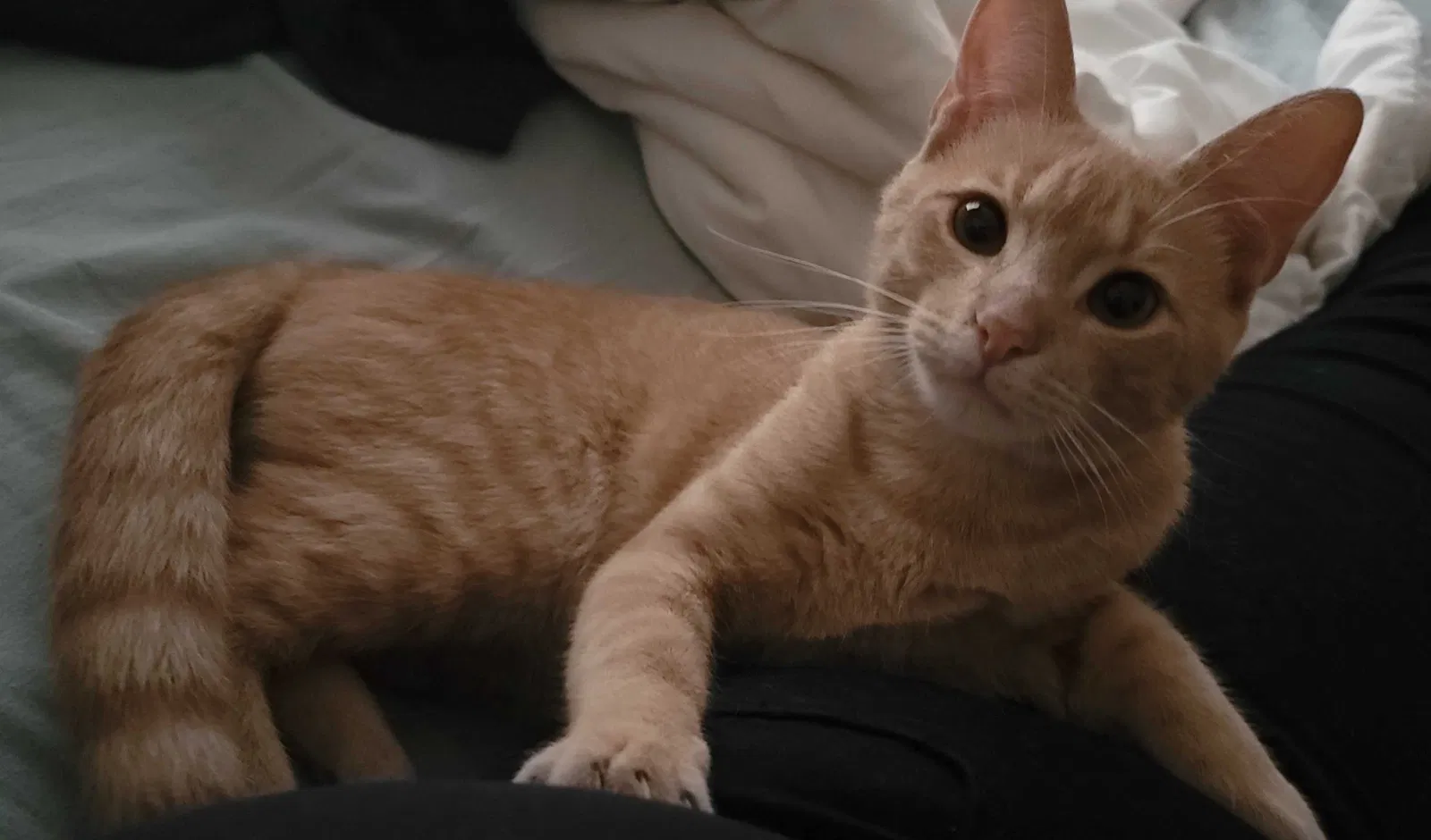 Lost cat in Austin, TX, 78753