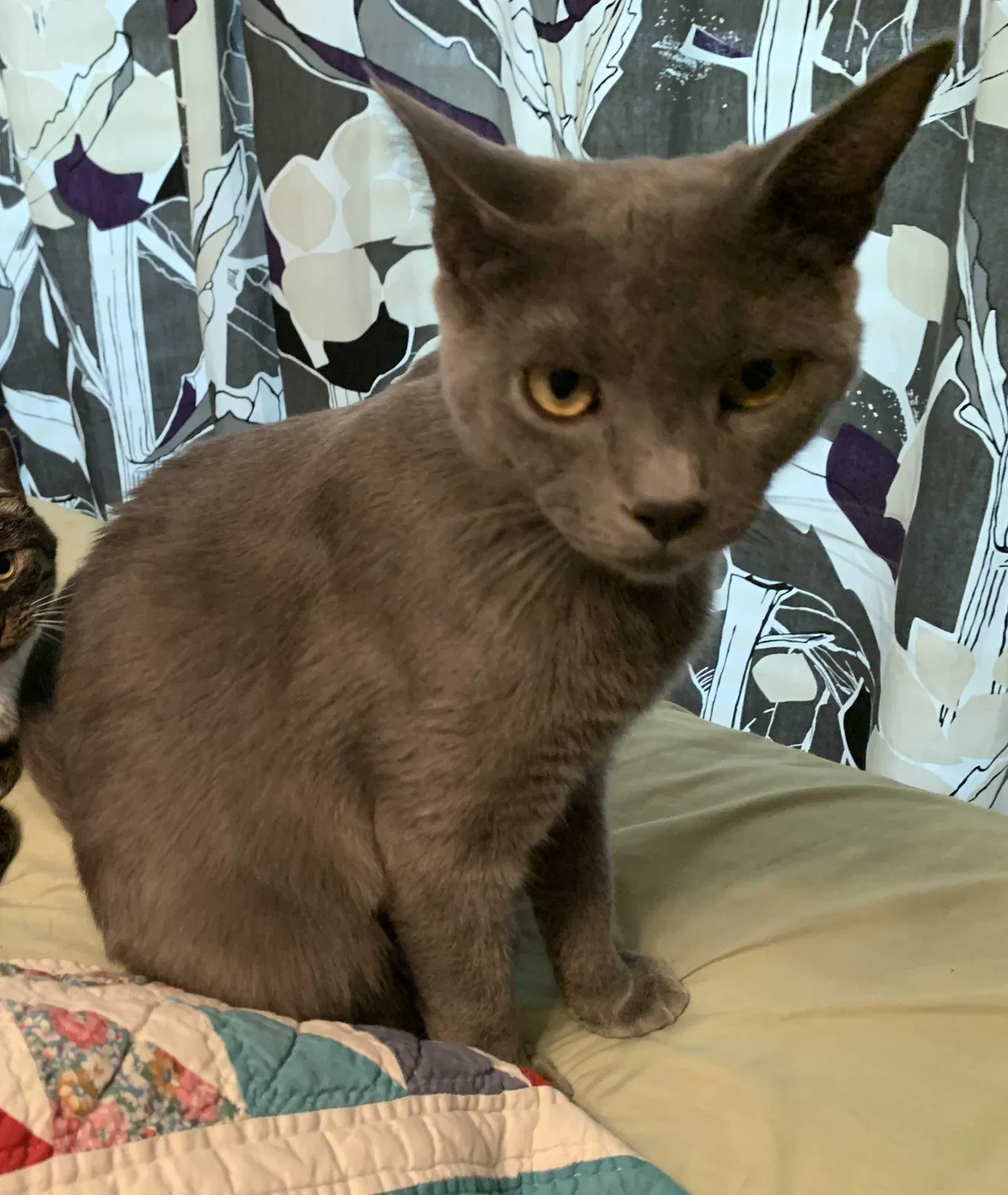 Lost cat in Celina, TX, 75009